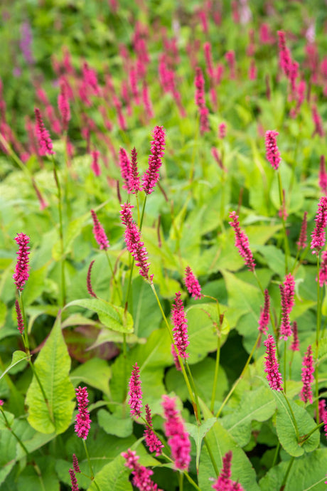 Bistorta amplexicaulis 'Atropurpurea' mit Blüte ;;ab 8,95 Euro