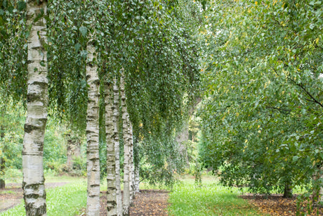 Betula pendula HkG 80402 , erhältlich von 30-50 bis 80-120 cm ;;ab 0,90 Euro