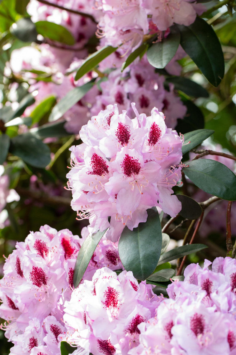 Rhododendron Hybr. 'Humboldt' mit Blüte, erhältlich von 30-40 bis 90-100 cm ;;ab 31,20 Euro