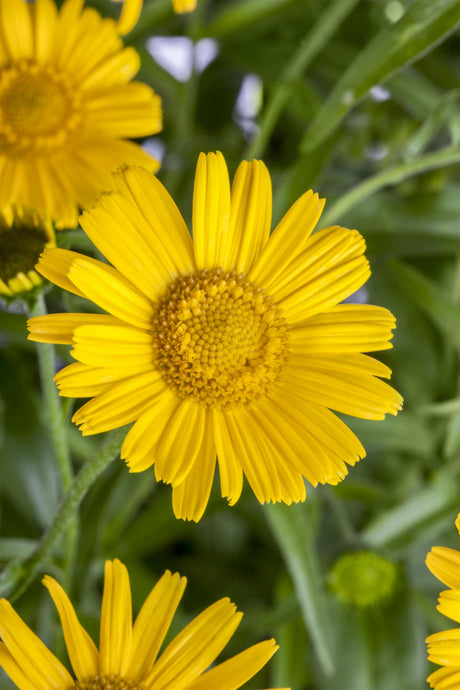 Buphthalmum salicifolium mit Blüte ;;ab 3,20 Euro