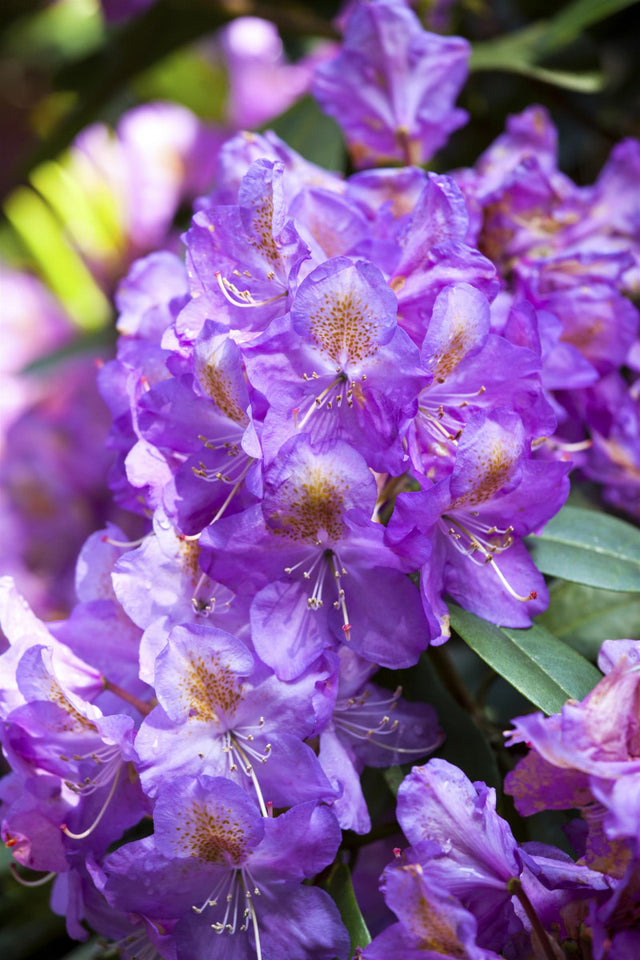 Rhododendron Hybr. 'Lee's Dark Purple' mit Blüte, erhältlich von 50-60 bis 90-100 cm ;;ab 67,50 Euro