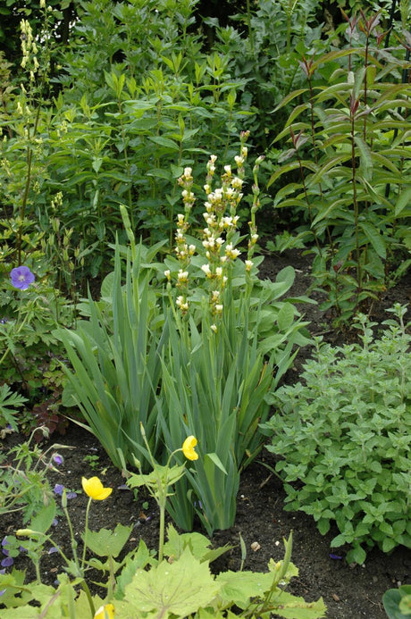 Asphodeline lutea ;;ab 5,75 Euro