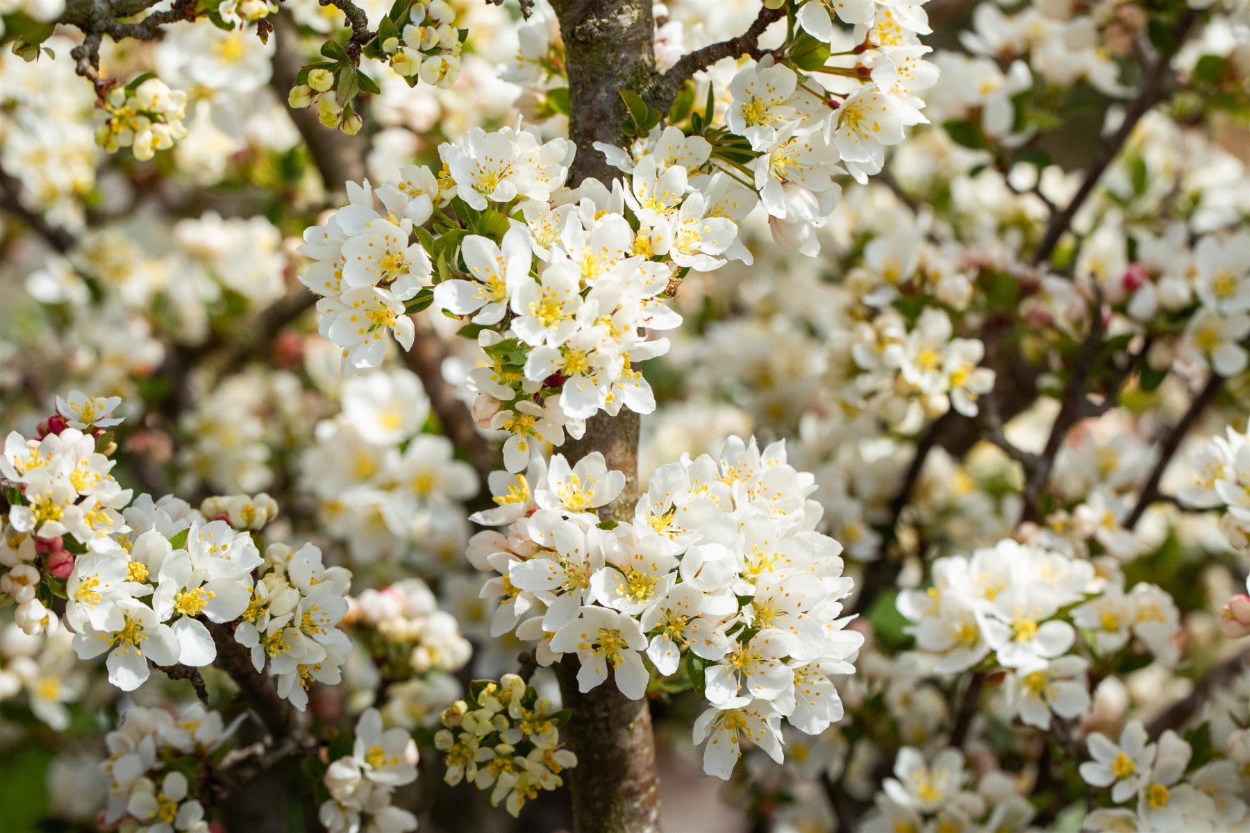 Malus 'Tina' (Zierapfel 'Tina')