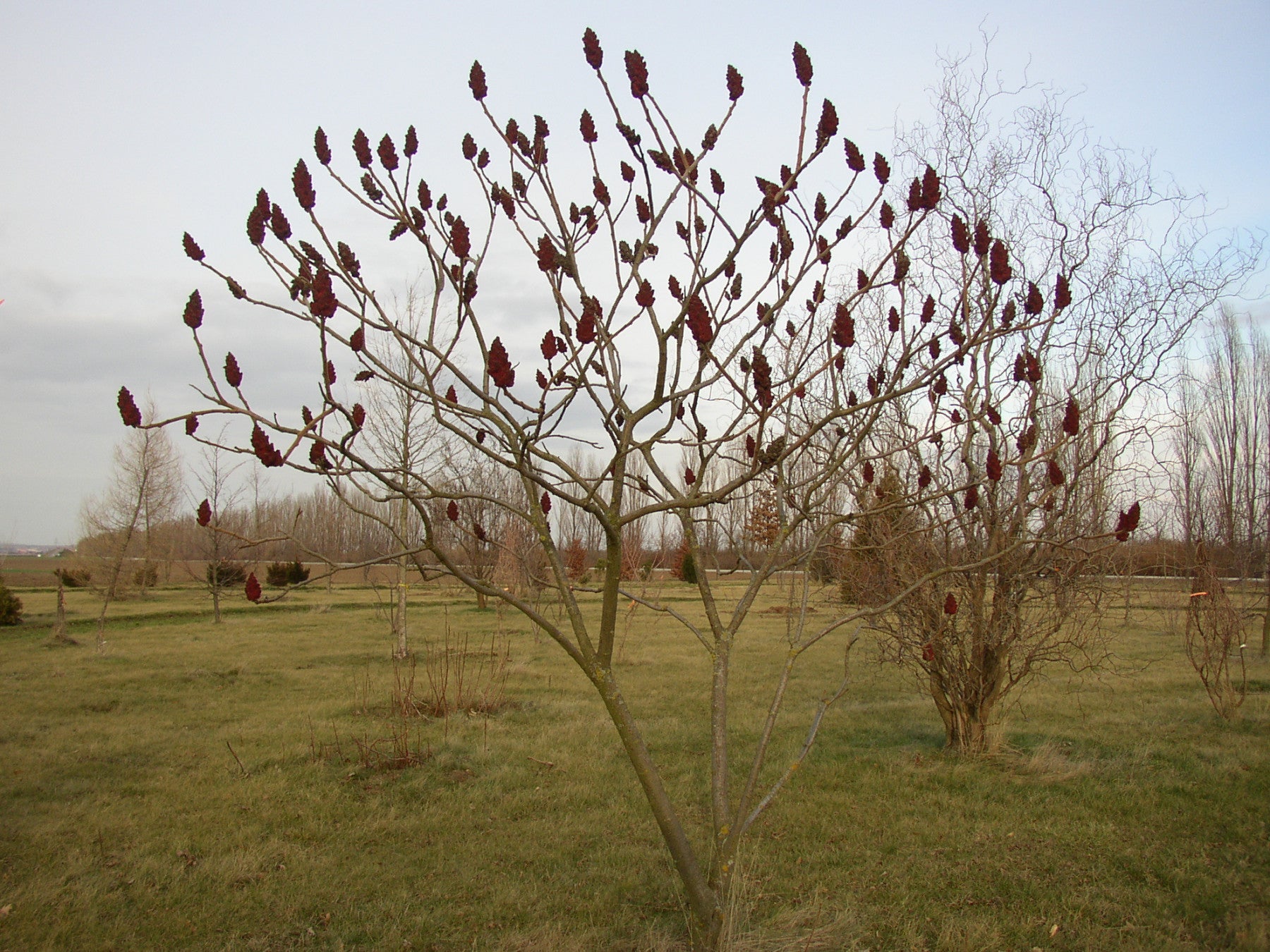 Rhus typhina (Hirschkolben-Sumach)