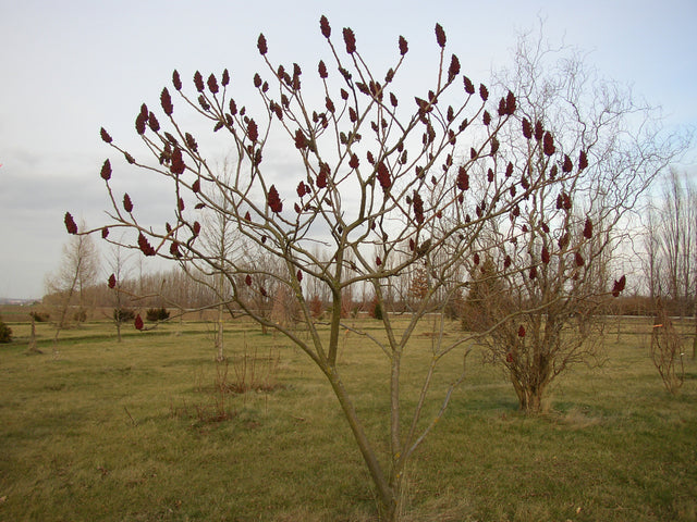 Rhus typhina mit Blüte, erhältlich von 60-100 bis 200-250 cm ;;ab 13,30 Euro