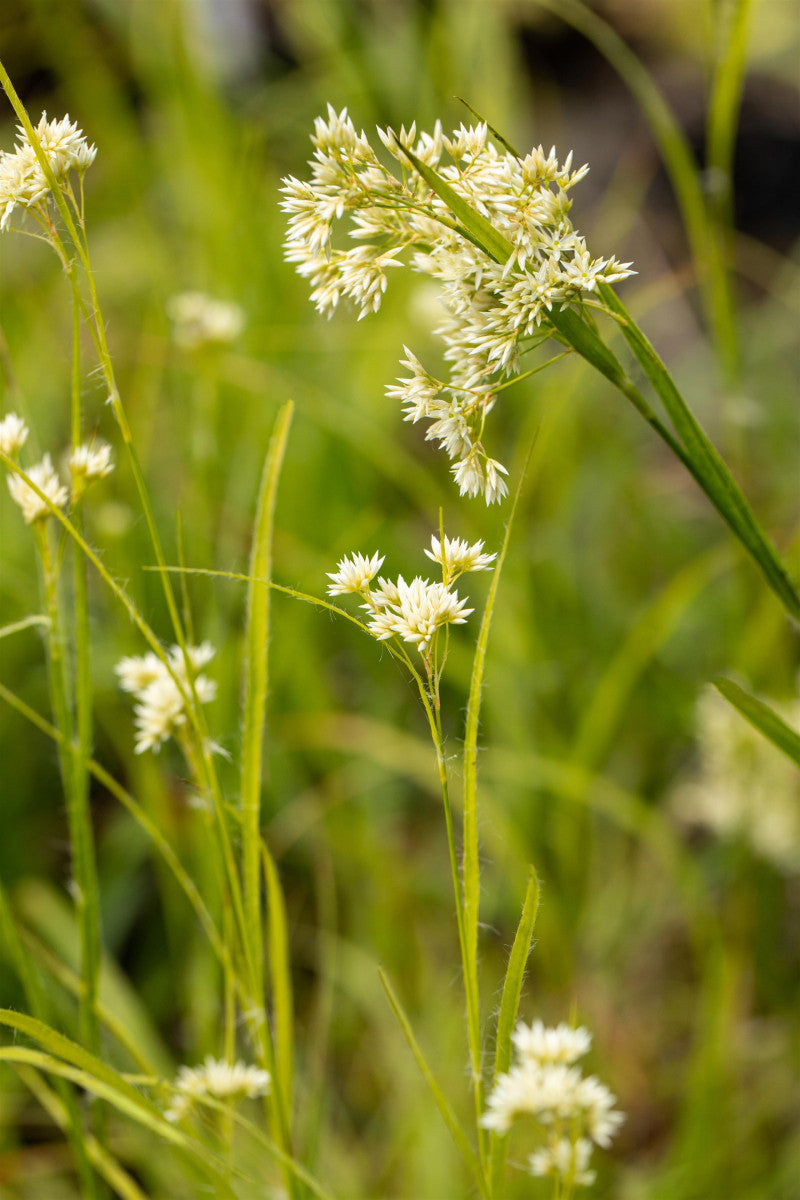 Luzula nivea (Schnee-Hainsimse)