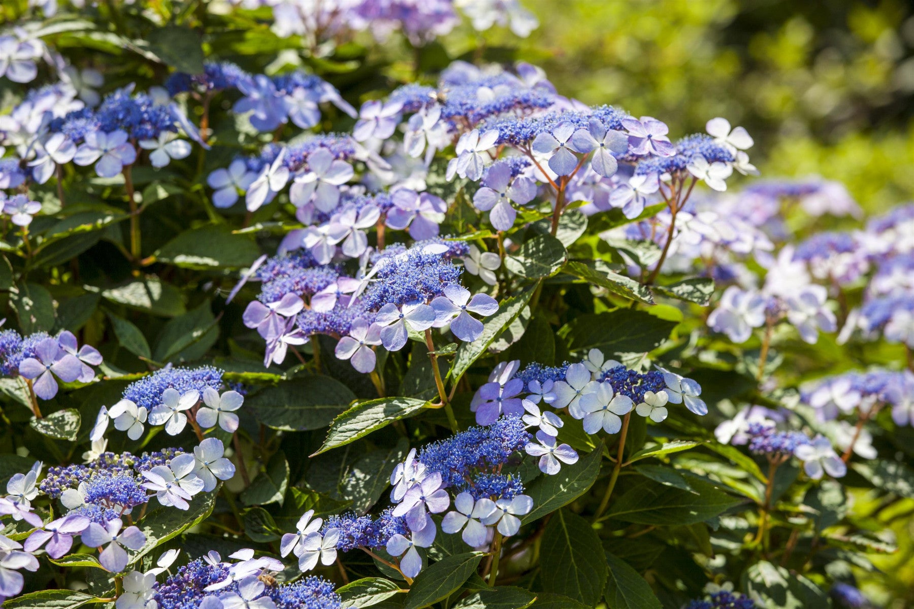 Hydrangea macrophylla 'Mariesii Perfecta' (Bauernhortensie 'Mariesii Perfecta')