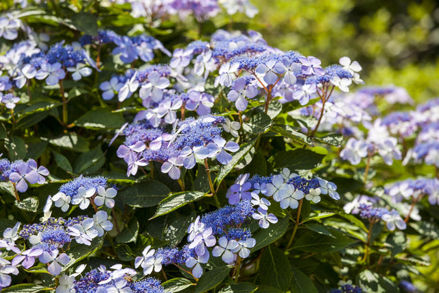 Hydrangea macrophylla 'Mariesii Perfecta' mit Blüte, erhältlich von 40-60 bis 80-100 cm ;;ab 58,00 Euro