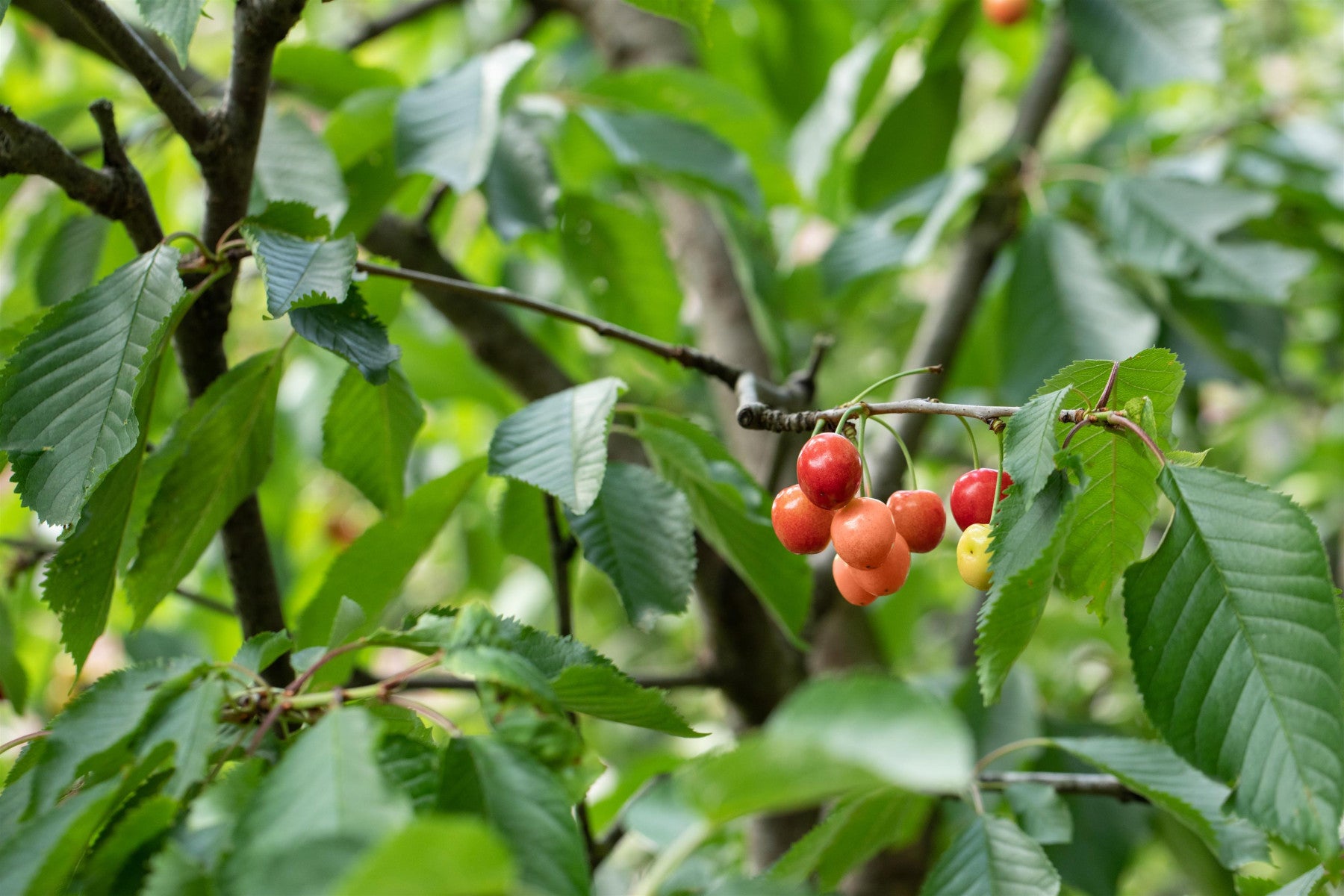 Prunus cerasifera 'Anatolia' (Pflaume 'Anatolia' spät)