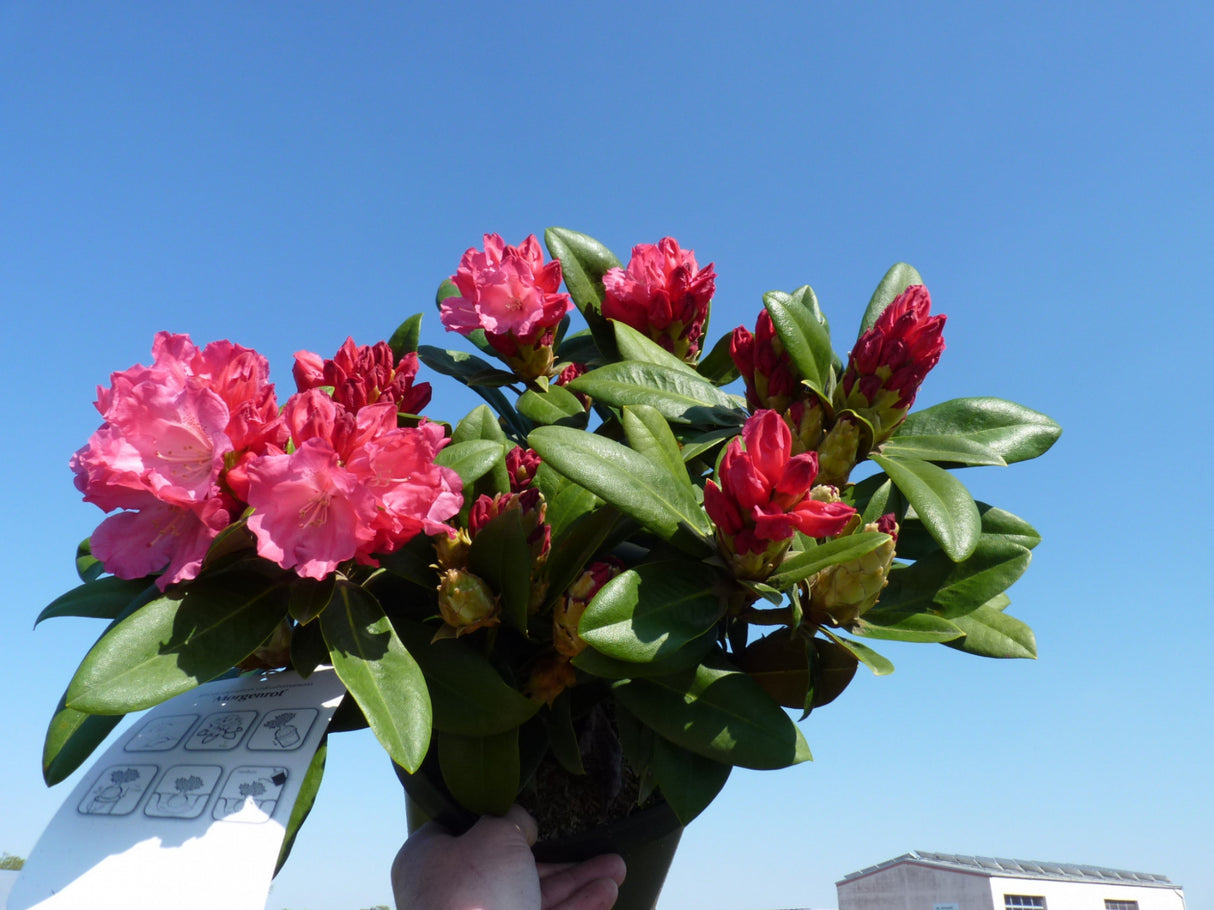 Yaku-Rhododendron 'Morgenrot' im Topf, verfügbar in 6 Größen und Varianten ; Einsatz: Solitärpflanze ; Pluspunkt: winterhart;;hier kaufen