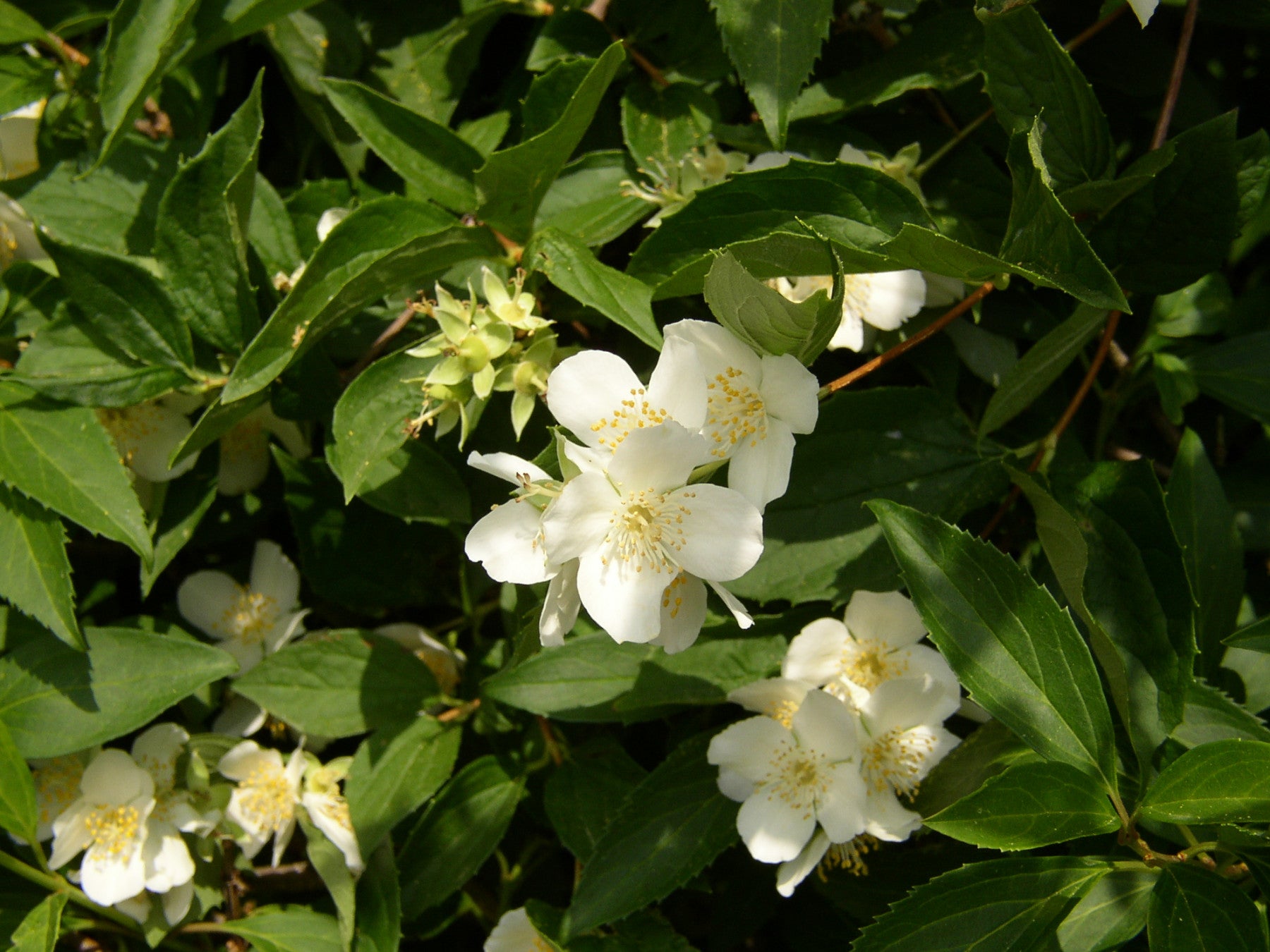 Philadelphus coronarius (Duftend. Bauernjasmin)