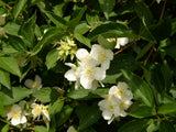 Philadelphus coronarius mit Blüte, erhältlich von 60-100 bis 200-250 cm ;;ab 5,25 Euro