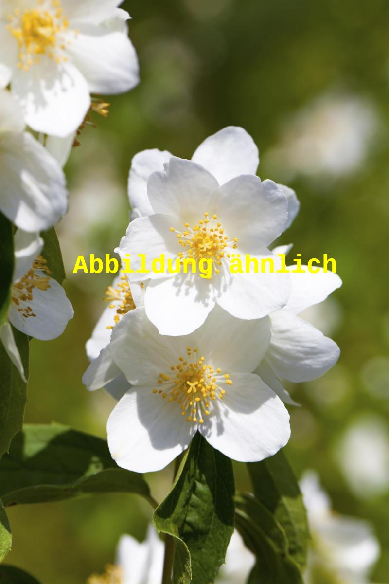 Philadelphus 'Belle Etoile' (Gartenjasmin 'Belle Etoile')