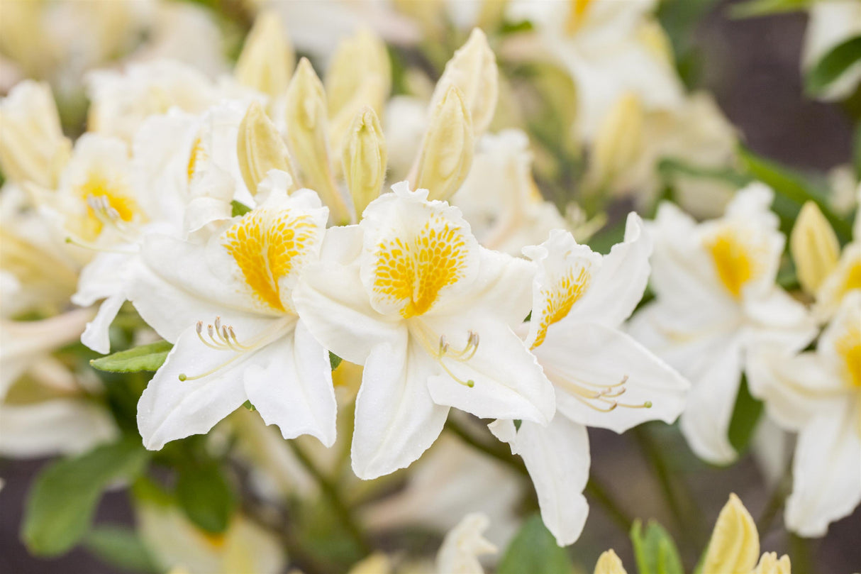 Rhododendron lut. 'Persil' mit Blüte, erhältlich von 30-40 bis 70-80 cm ;;ab 32,10 Euro