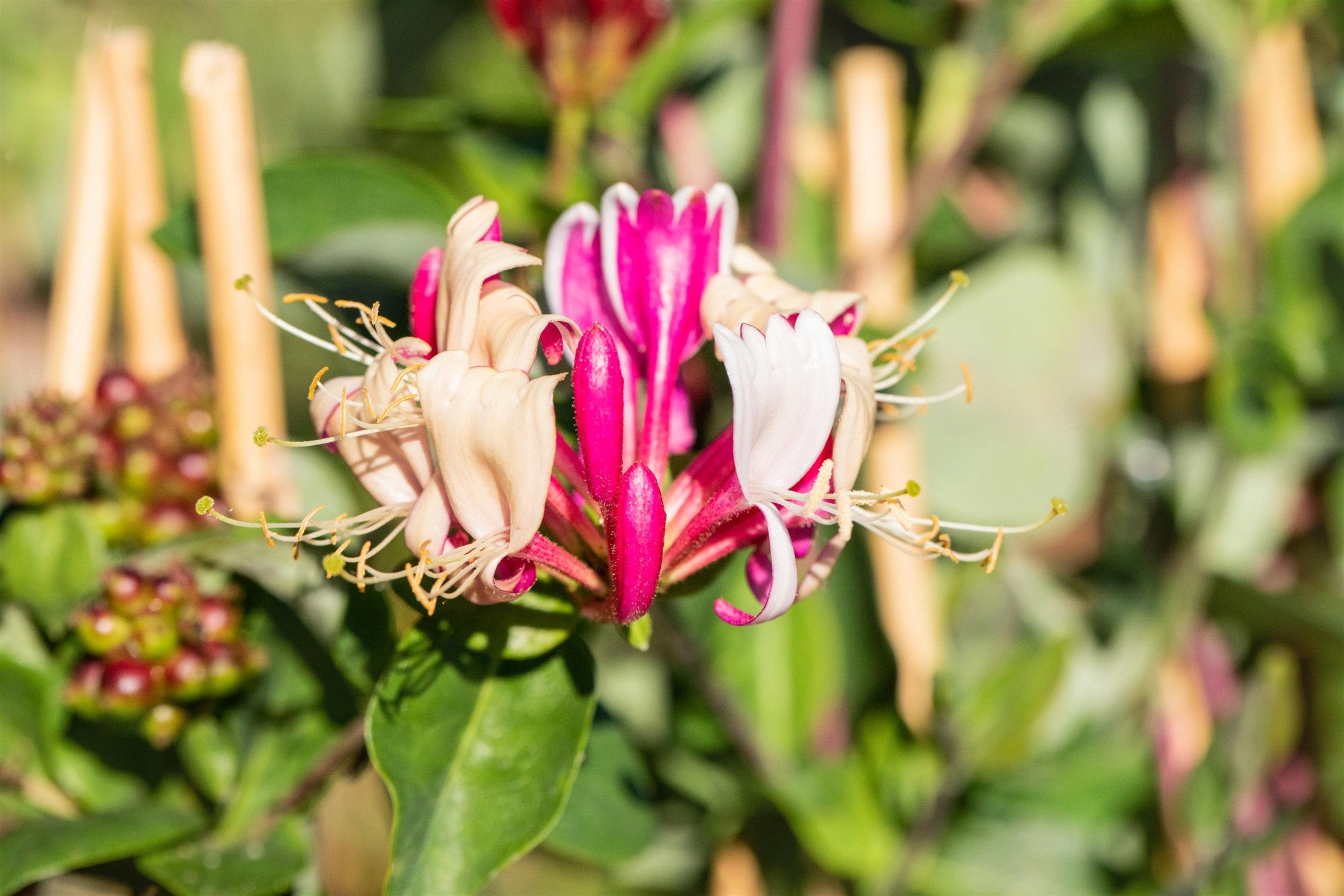 Lonicera periclymenum (Wald-Geißschlinge)