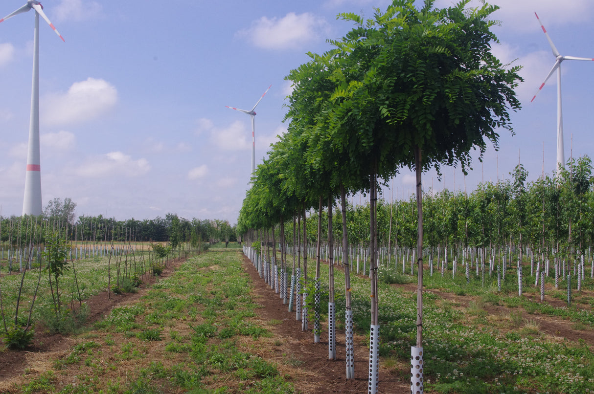 Robinia pseudoac. 'Umbraculifera' , erhältlich von 270-330 bis 450-650 cm ;;ab 308,00 Euro