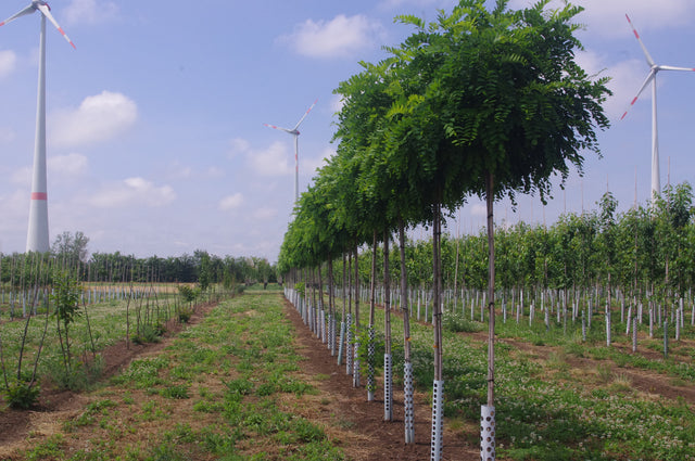 Robinia pseudoac. 'Umbraculifera' , erhältlich von 270-330 bis 450-650 cm ;;ab 308,00 Euro