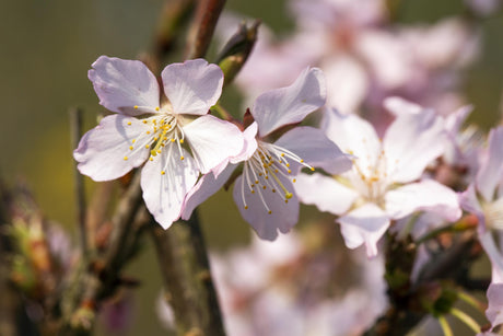 Prunus kurilensis 'Ruby' mit Blüte, erhältlich von 40-60 bis 80-100 cm ;;ab 23,90 Euro