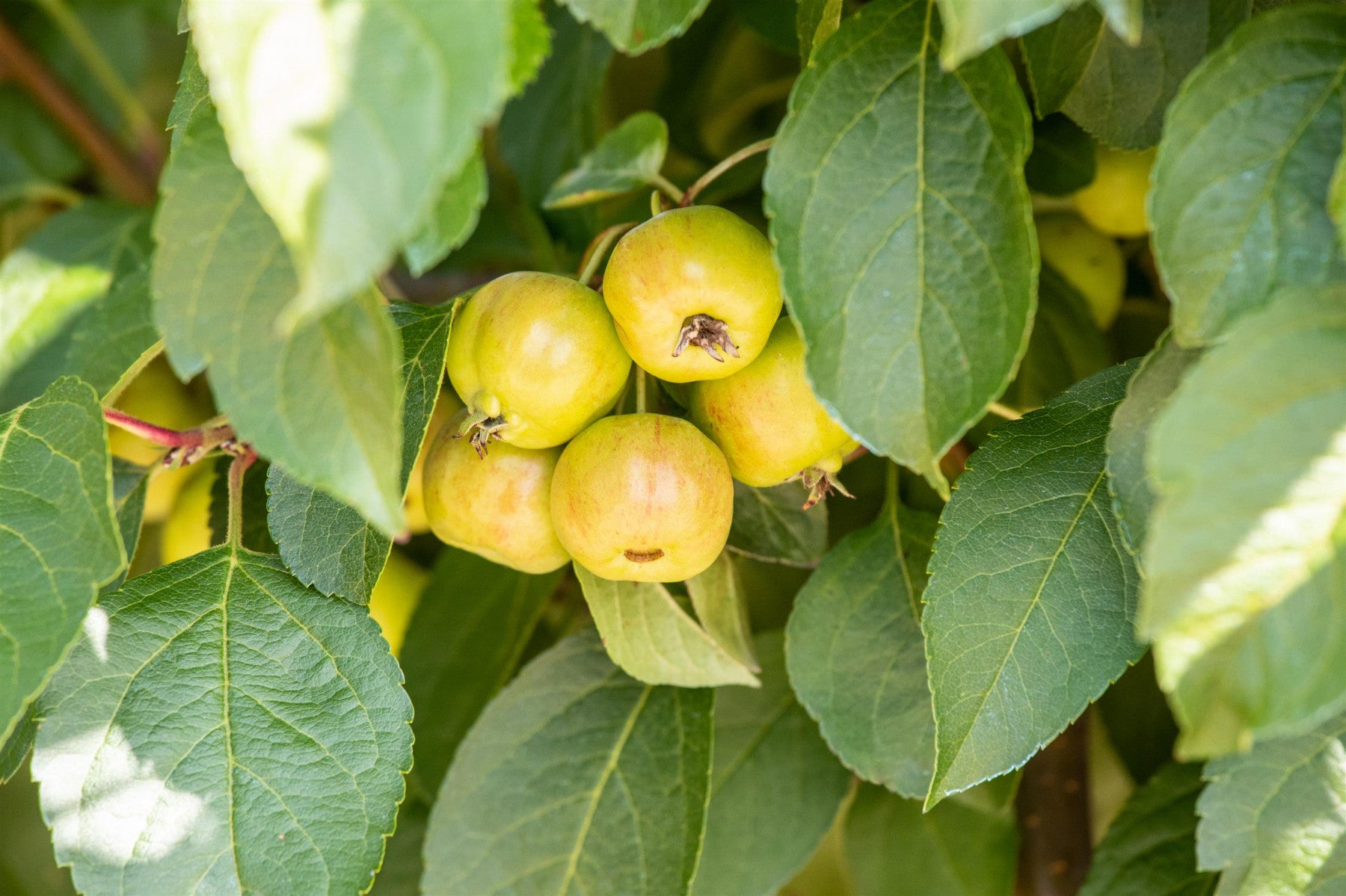 Malus 'Evereste' (Zierapfel 'Evereste' -R-)