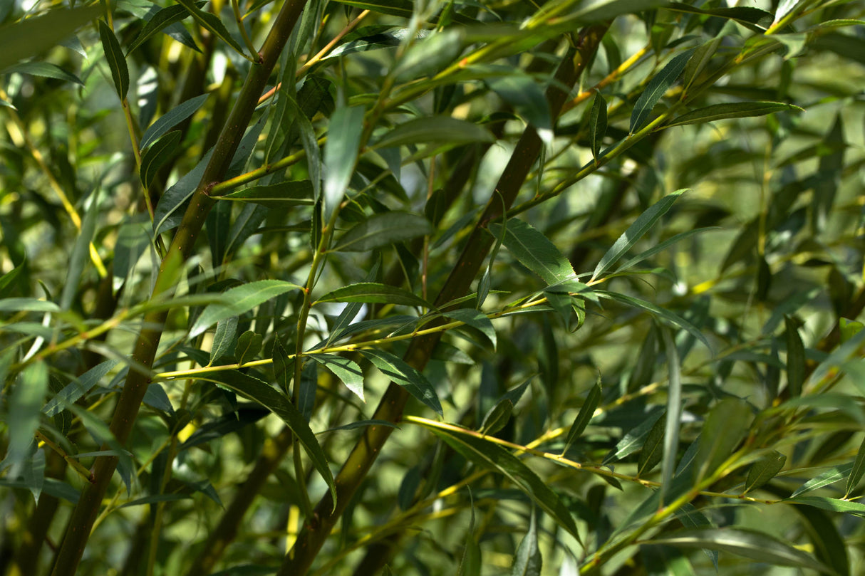 Salix alba 'Belders' mit Belaubung, erhältlich von 270-330 bis 450-650 cm ;;ab 143,00 Euro