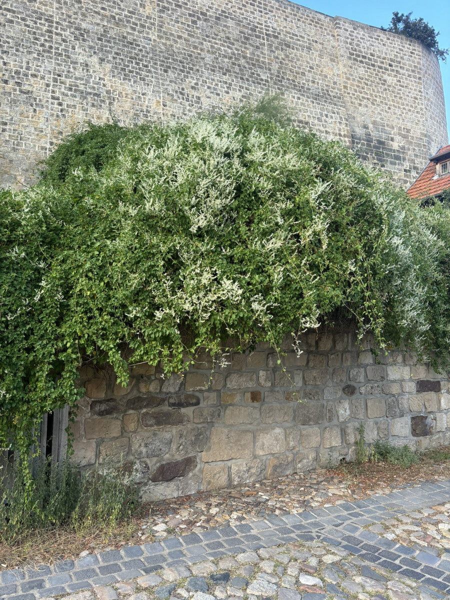 Polygonum aubertii (Schlingknöterich)