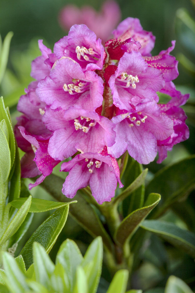 Rhododendron ferrugineum mit Blüte, erhältlich von 20-25 bis 30-40 cm ;;ab 30,40 Euro