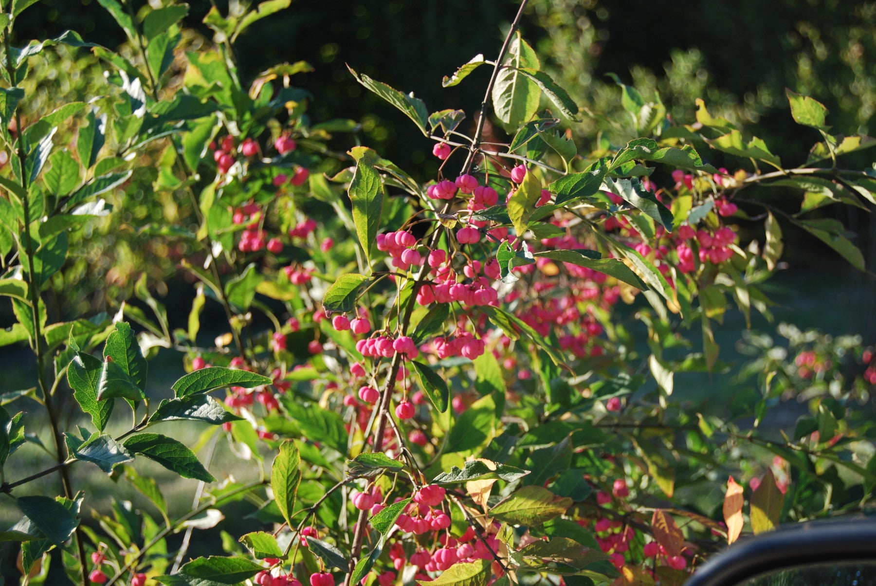 Euonymus europaeus (Pfaffenhütchen)