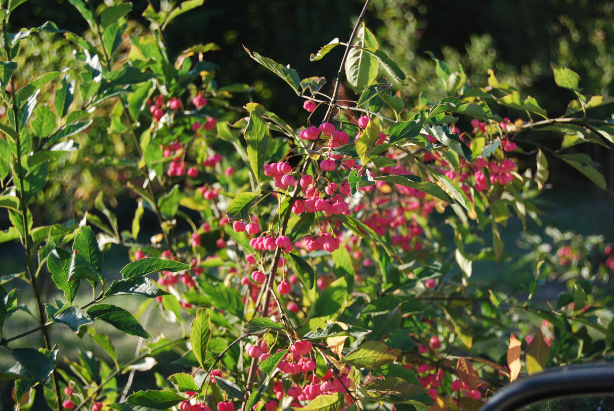 Euonymus europaeus VkG 3 mit Früchten, erhältlich von 40-70 bis 200-250 cm ;;ab 2,56 Euro