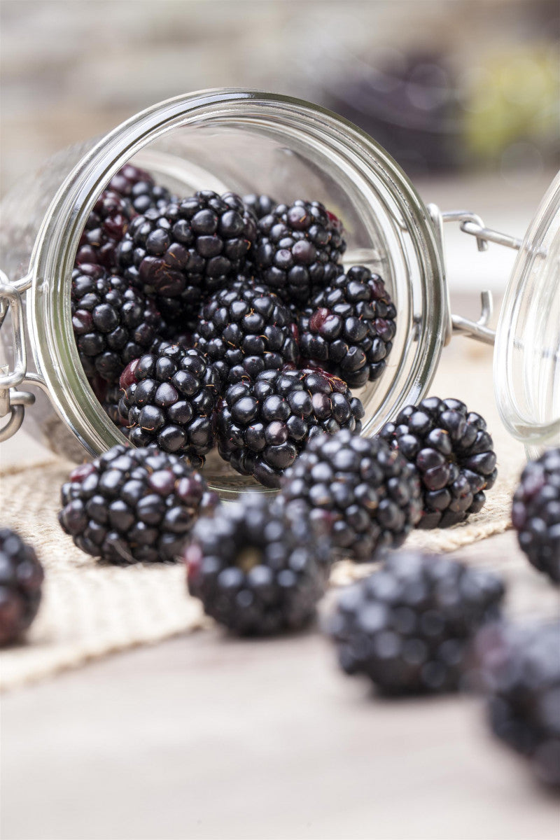 Rubus frut. 'Aroma King' mit Früchten ;;ab 21,00 Euro