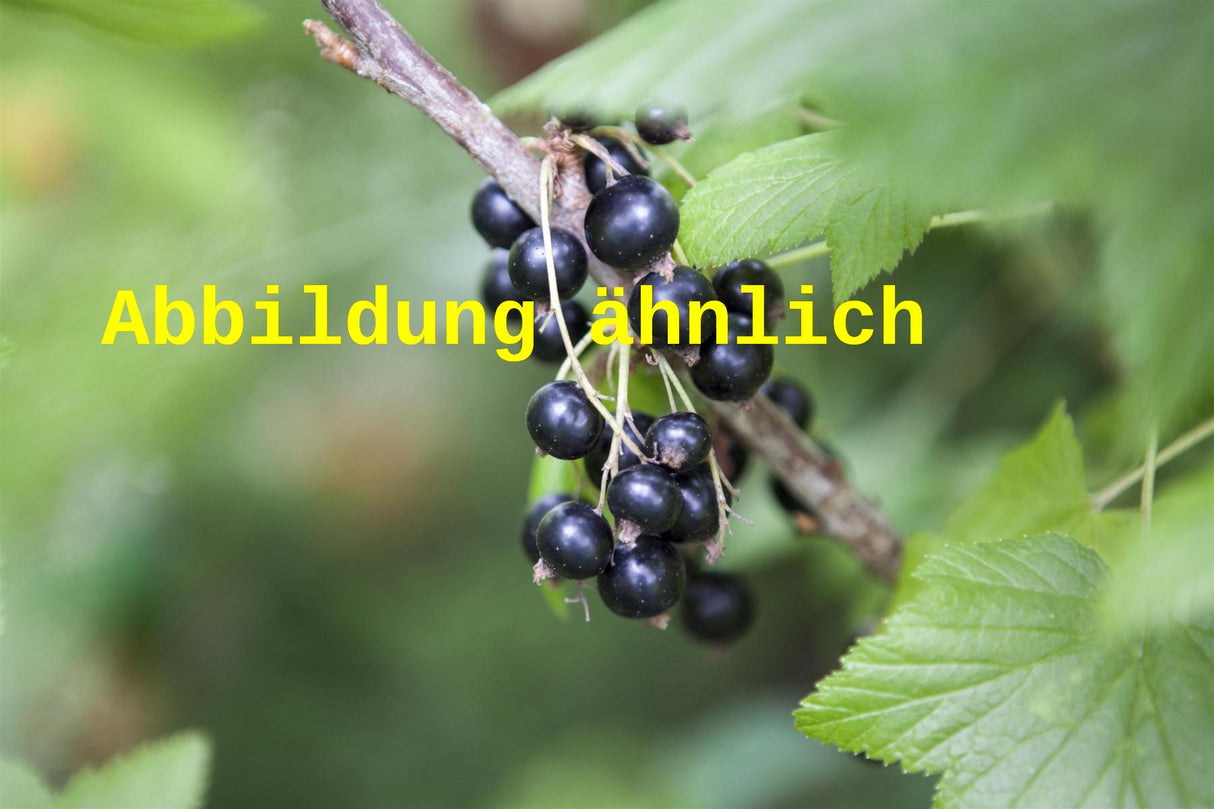 Ribes nigrum 'Rosenth. Langtraubige' (Johannisbeere 'Rosenthals Langtraubige')