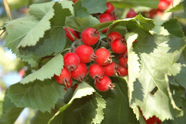 Crataegus coccinea mit Früchten, erhältlich von 100-125 bis 450-650 cm ;;ab 69,00 Euro