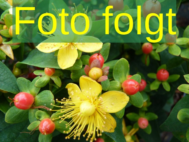 Hypericum kalmianum 'Gemo' (Johanniskraut 'Gemo')