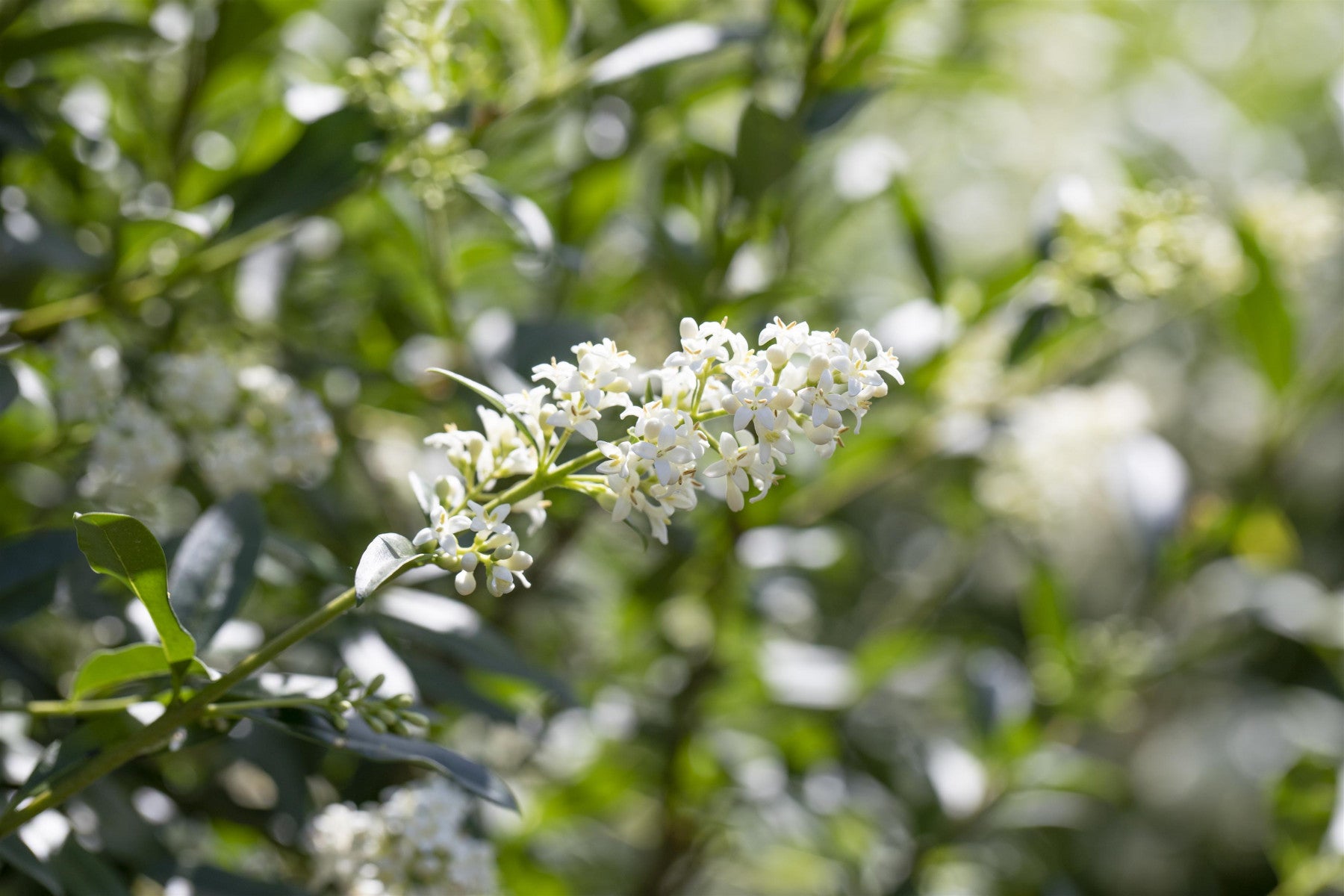 Ligustrum vulgare (Gemeiner Liguster)