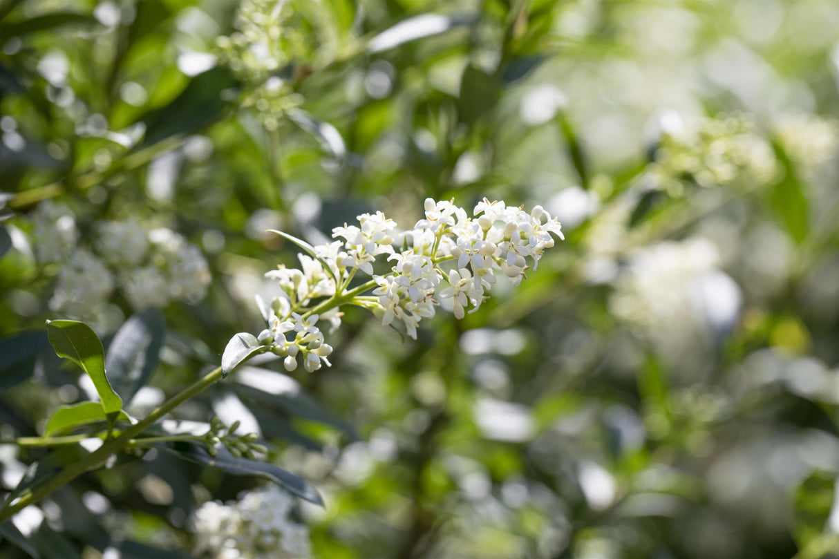 Ligustrum vulgare mit Blüte, erhältlich von 40-60 bis 200-250 cm ;;ab 2,52 Euro