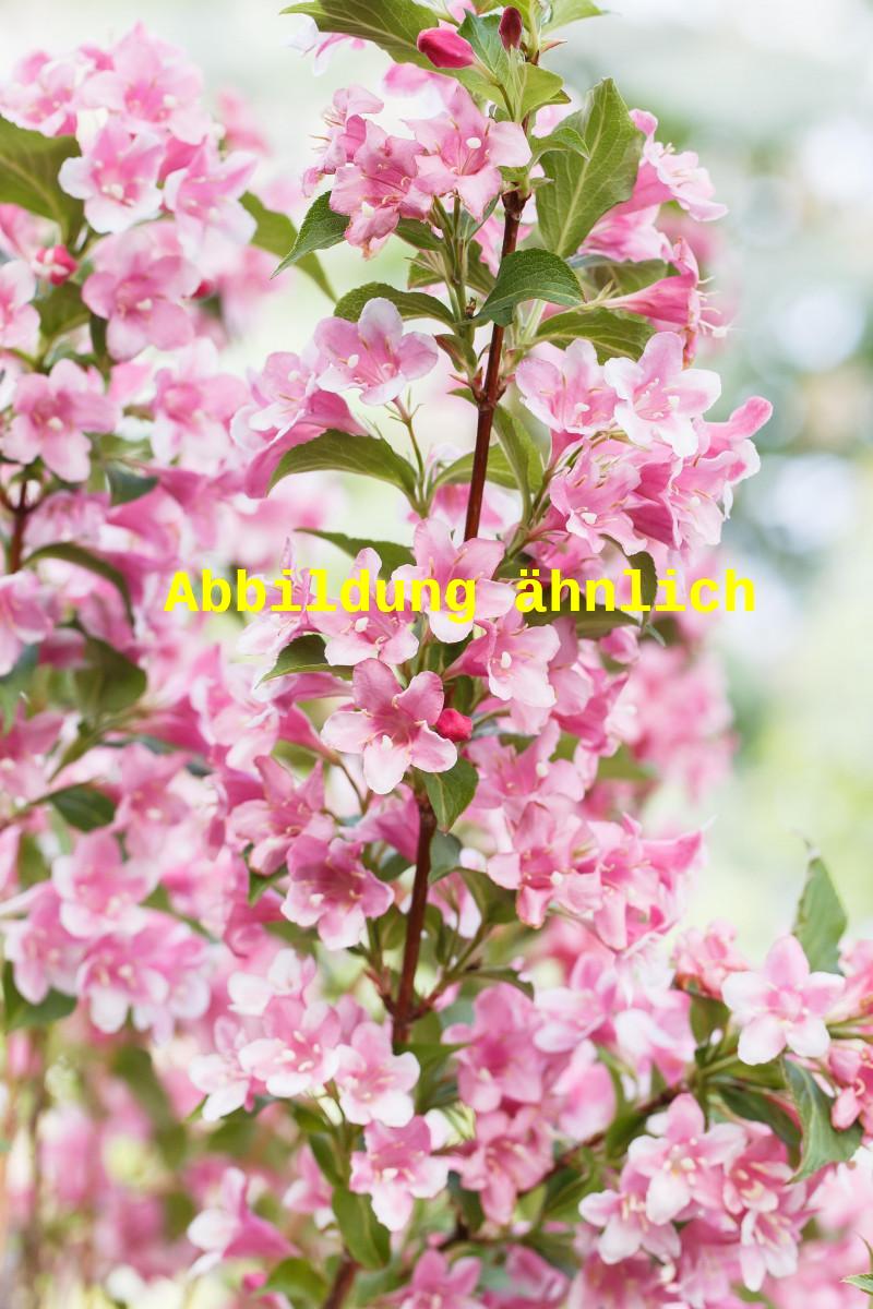 Weigela 'Styriaca' (Weigelie 'Styriaca')