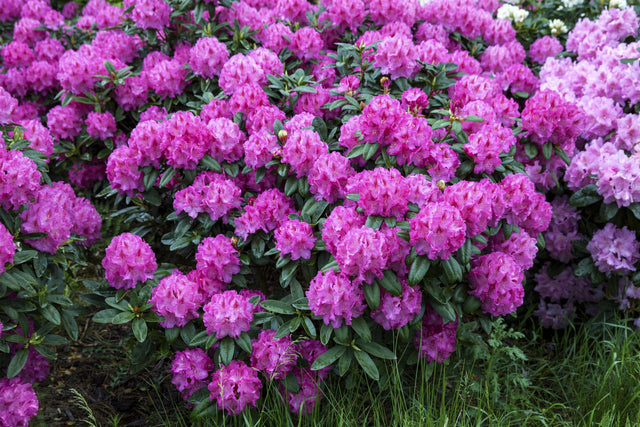 Rhododendron yak. 'Bad Zwischenahn' mit Blüte, erhältlich von 40-50 bis 50-60 cm ;;ab 58,00 Euro