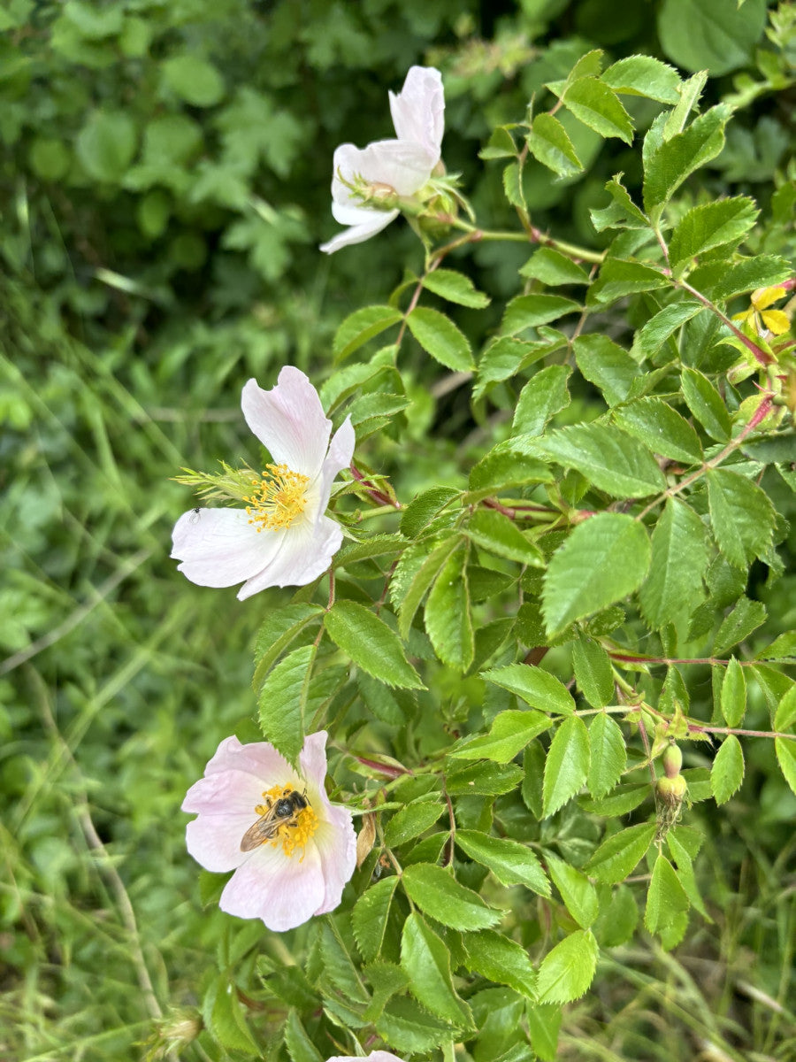 Rosa canina (Hundsrose)