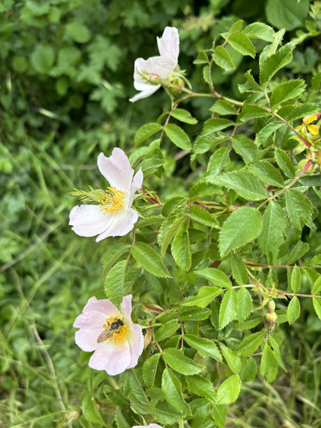 Rosa canina VkG 2 mit Blüte, erhältlich von 40-70 bis 100-150 cm ;;ab 1,95 Euro