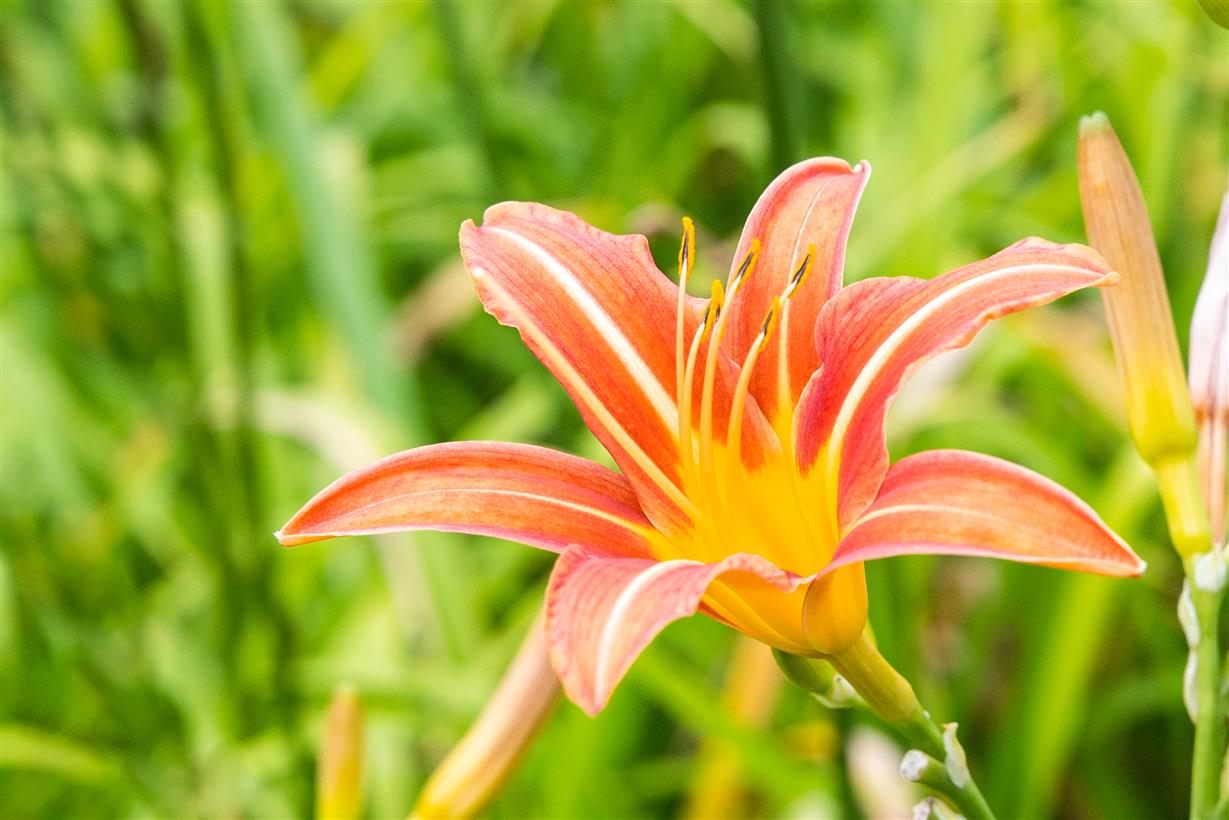 Hemerocallis fulva (Braunrotblühende Taglilie)