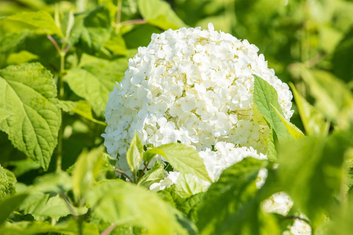 Ballhortensie 'Annabelle' mit Blüte, verfügbar in 3 Größen und Varianten ; Einsatz: Solitärpflanze ; Pluspunkt: große Blütenköpfe;;hier kaufen