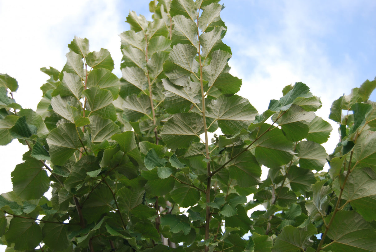 Tilia tomentosa 'Brabant' mit Belaubung ; Einsatz: Alleen ; Pluspunkt: robust;;mit zeitnaher Lieferung