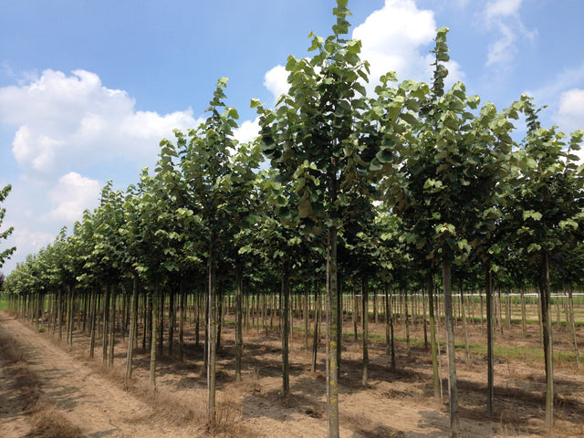 Tilia tomentosa 'Brabant' als Pflanze im Beet, erhältlich von 270-330 bis 450-650 cm ;;ab 178,00 Euro