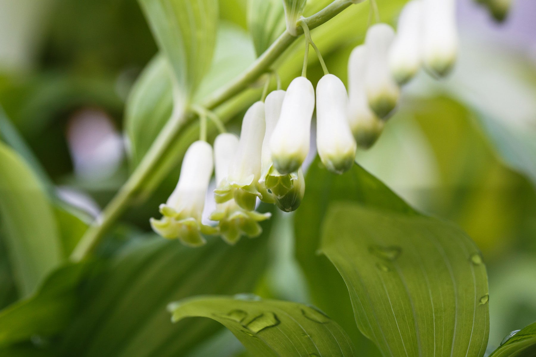 Polygonatum odoratum (Echtes Salomonssiegel)