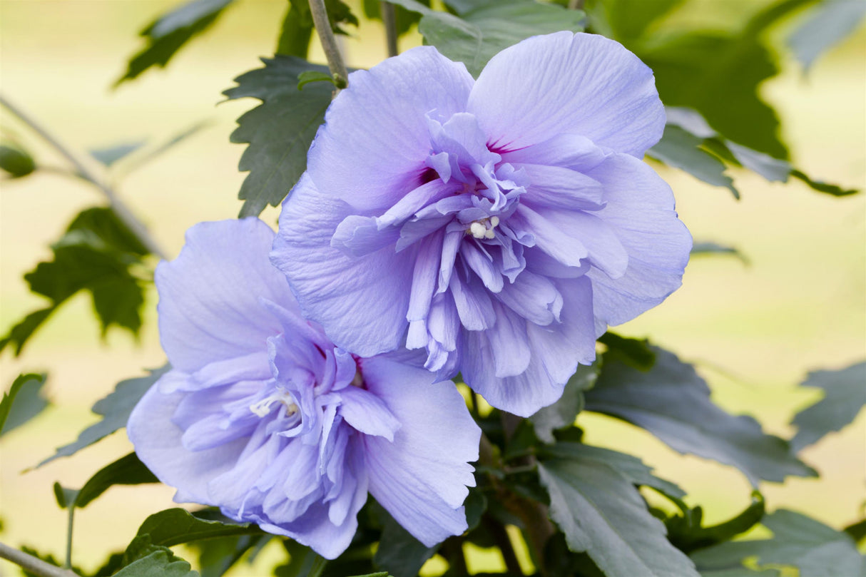 Hibiscus syriacus 'Blue Chiffon' mit Blüte, erhältlich von 40-60 bis 200-250 cm ;;ab 24,60 Euro