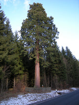 Sierra Redwood ; Pluspunkt: robust;;mit zeitnaher Lieferung