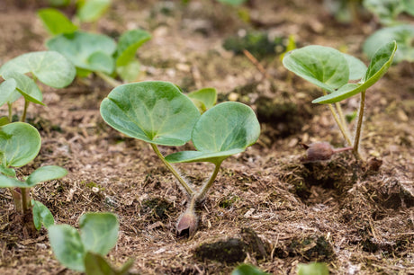 Asarum europaeum ;;ab 6,30 Euro