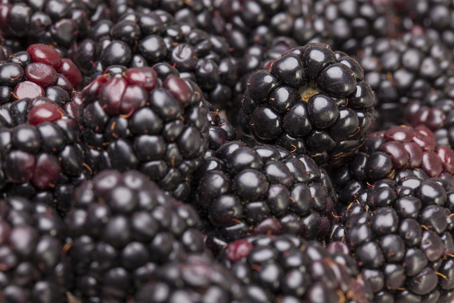 Rubus frut. 'Cheyenne' (Brombeere 'Cheyenne')