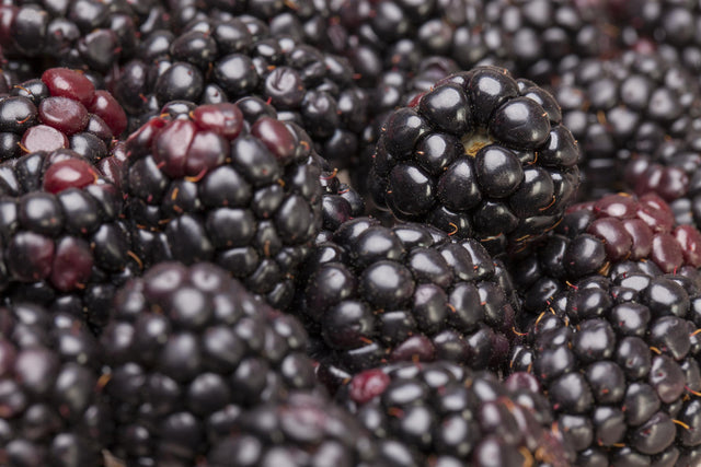 Rubus frut. 'Thornfree' mit Früchten ;;ab 16,90 Euro