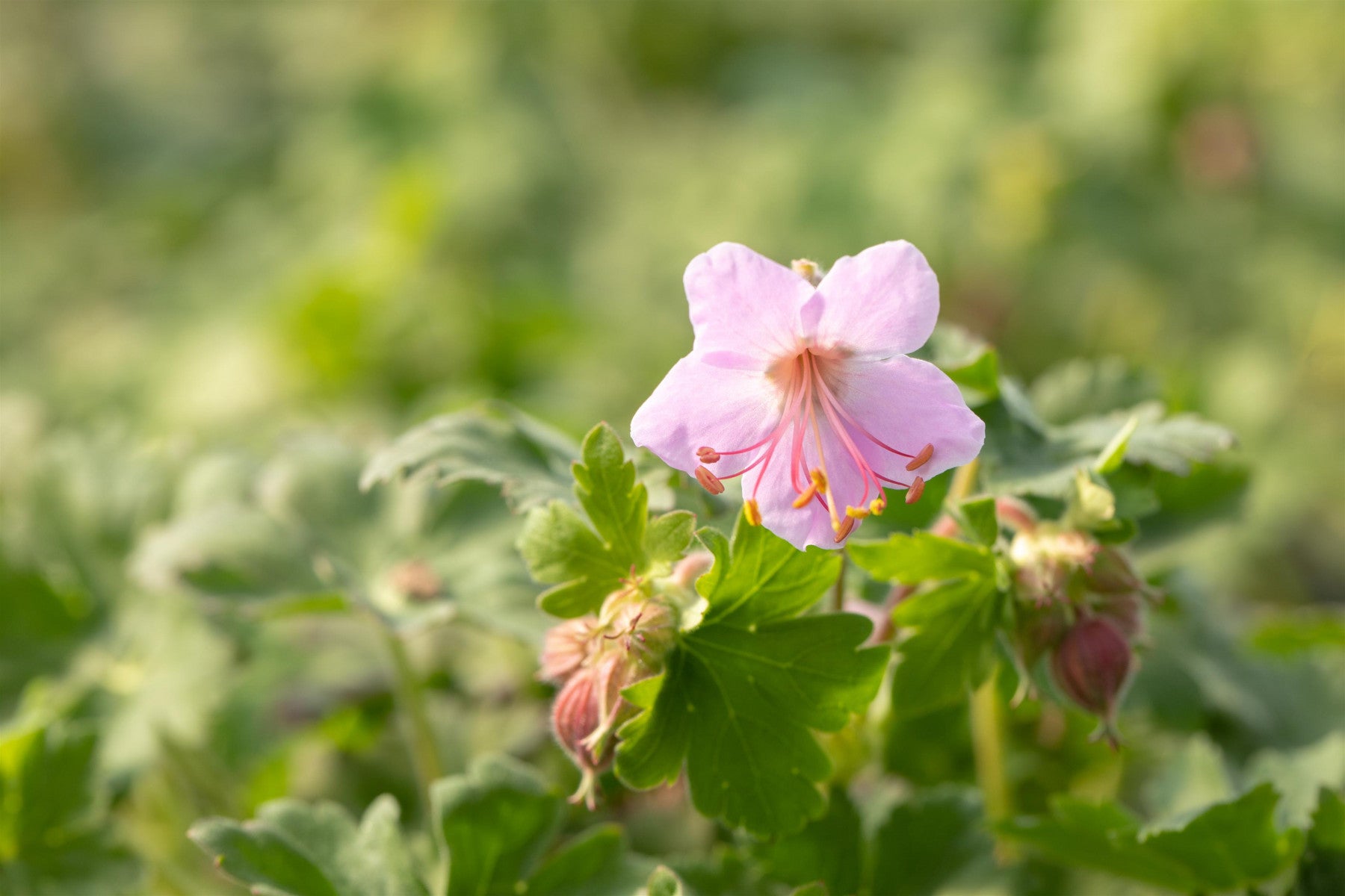 Geranium macrorrhizum 'Ingwersen' (Garten-Storchschnabel)