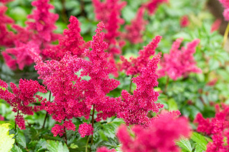 Astilbe x arendsii 'Fanal' mit Blüte ;;ab 4,00 Euro